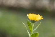 If you have sensitive skin, calendula may cause skin irritation. (Image via Unspash/Tapan Kumar )
